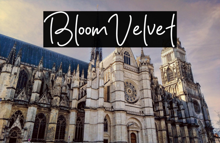 Bloom Velvet Example 2