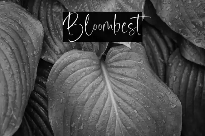 Bloombest Font examples