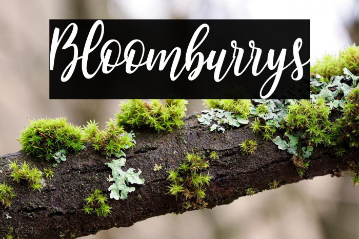 Bloomburrys Example 3