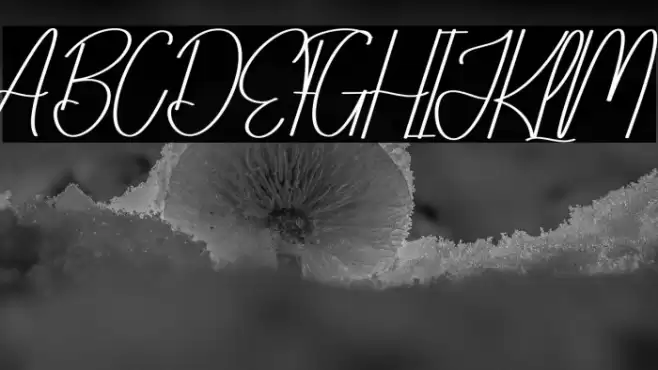 Bloomday خط examples