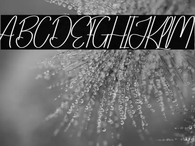 Bloomday خط examples