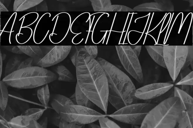 Bloomday خط examples