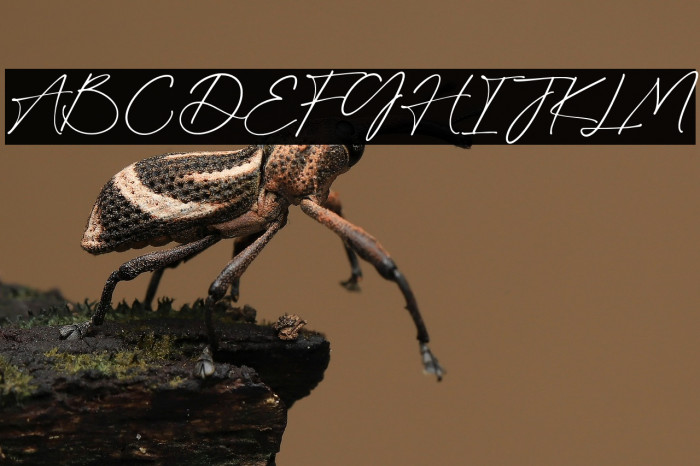 BloomingHeart-Regular Example 1