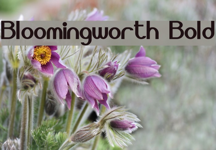 Bloomingworth Bold フォント examples