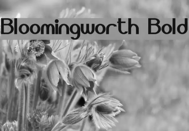 Bloomingworth Bold Font examples