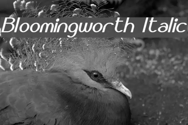 Bloomingworth Italic Font examples