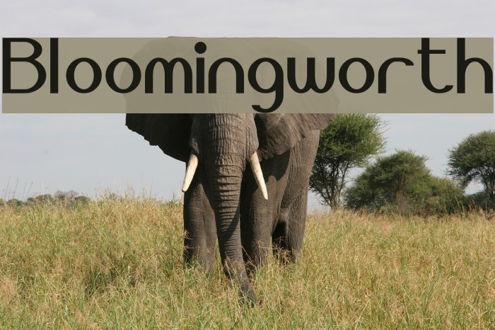 Bloomingworth Font examples