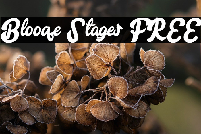 Blooqe Stages FREE Example 1