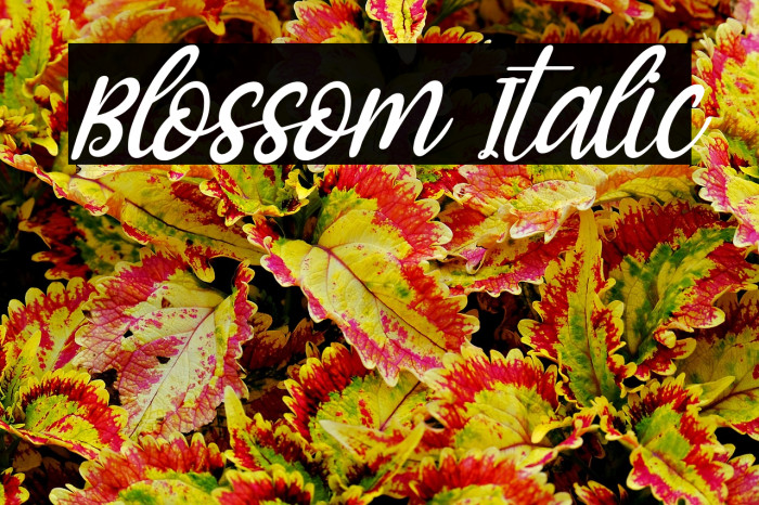 Blossom Italic Example 2