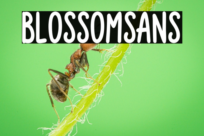 Blossom Sans Example 1