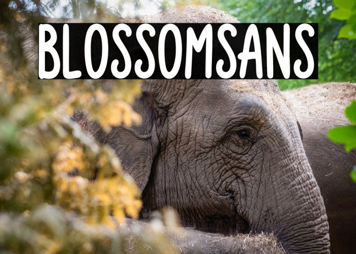 Blossom Sans Example 3