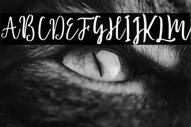 Blossomed Font examples