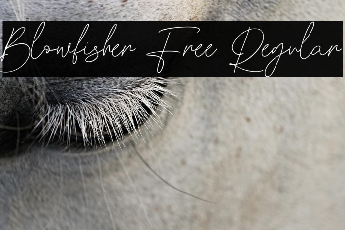 Blowfisher Free Regular Example 2