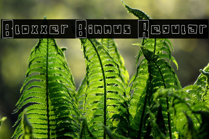 Bloxxer Binnus Regular Example 2
