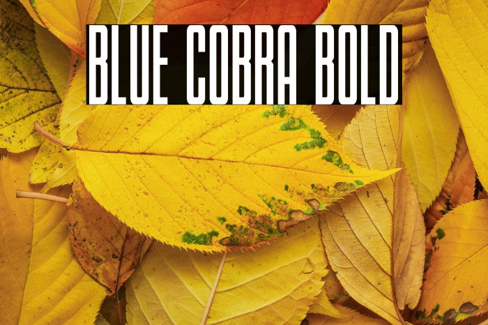 Blue Cobra Bold Example 2