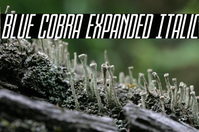 Blue Cobra Expanded Italic Example 1