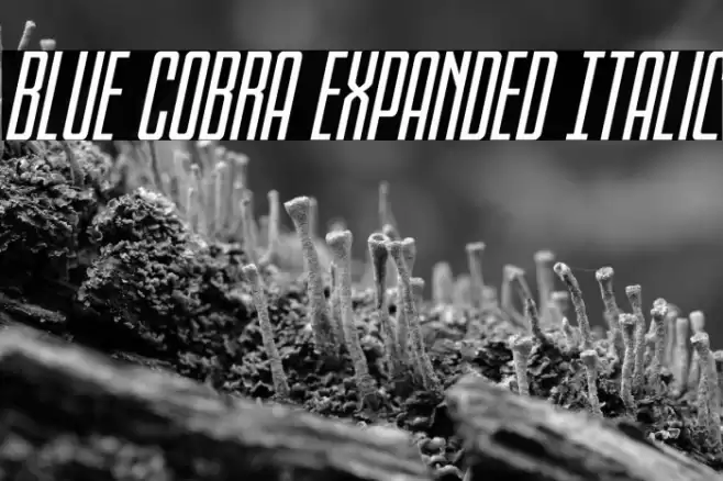 Blue Cobra Expanded Italic Font examples
