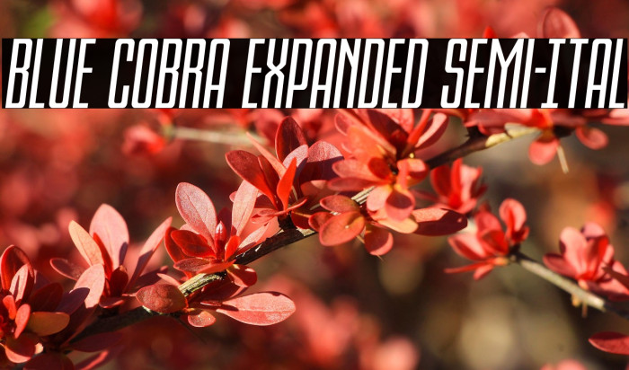 Blue Cobra Expanded Semi-Ital Example 3
