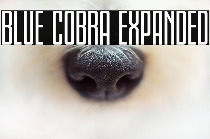 Blue Cobra Expanded Example 3