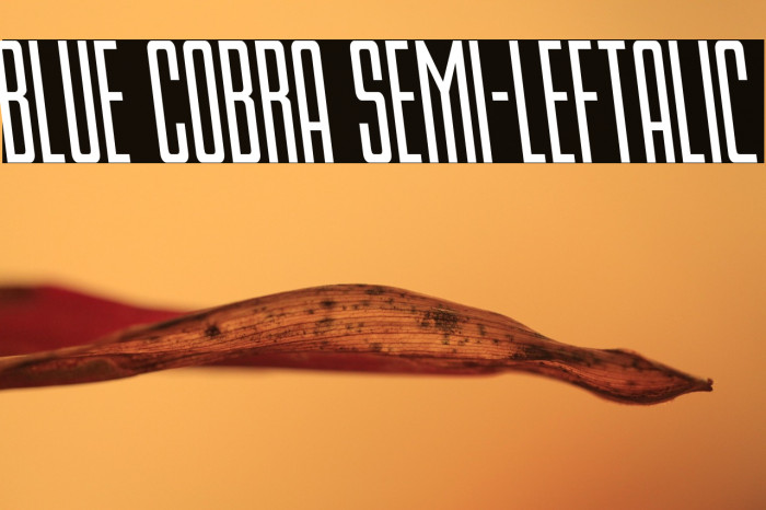 Blue Cobra Semi-Leftalic Example 3