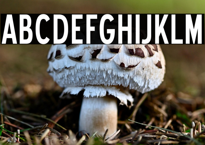 BlueHighwayCondensed-Regular Example 3