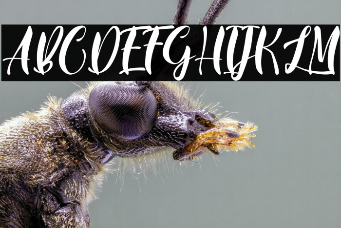 BlueLotusPersonalUse Example 3