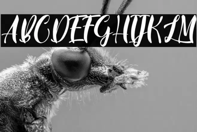 BlueLotusPersonalUse Font examples