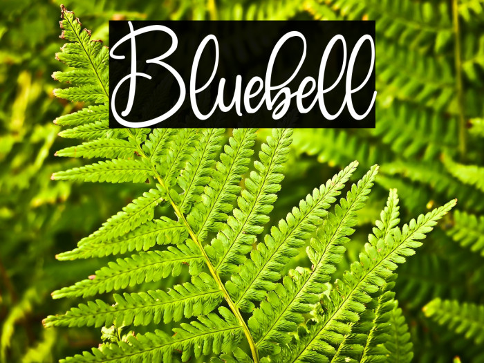 Bluebell Example 3