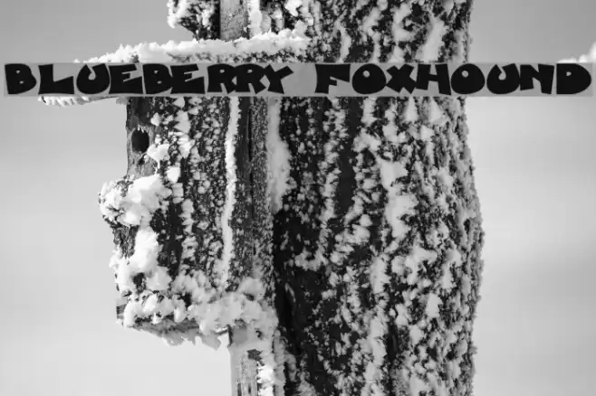 Blueberry Foxhound Font examples