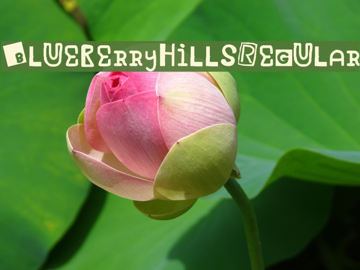 Blueberry Hills Regular Example 1