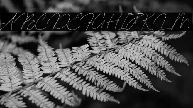 Blueberry & Jasmine خط examples