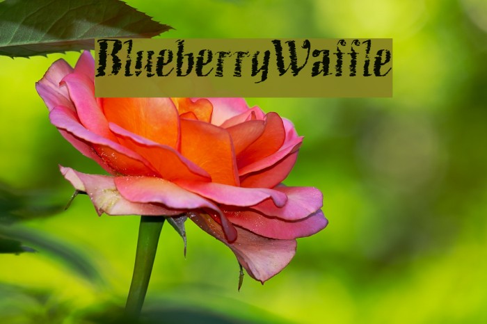 BlueberryWaffle Font examples