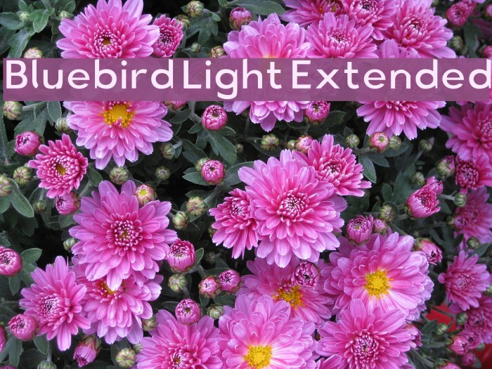 Bluebird Light Extended Font examples