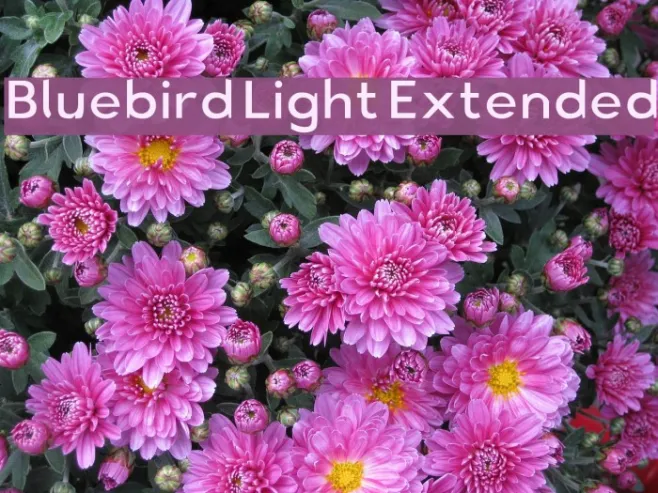 Bluebird Light Extended Example 2