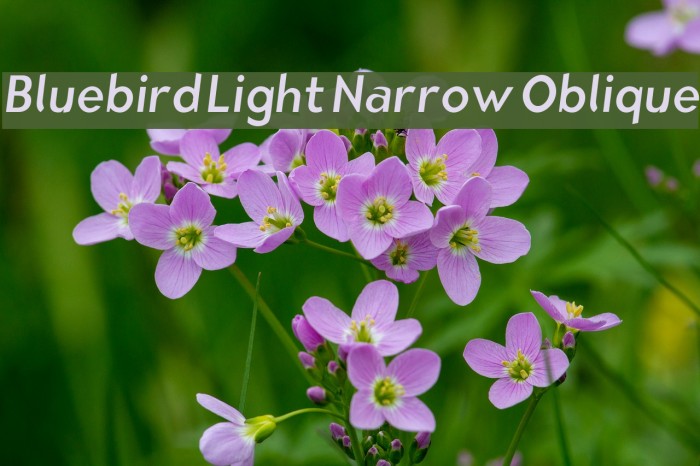Bluebird Light Narrow Oblique Font examples