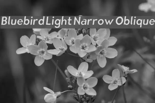 Bluebird Light Narrow Oblique  examples