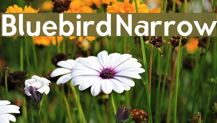 Bluebird Narrow Font examples