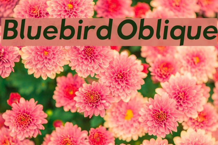 Bluebird Oblique फ़ॉन्ट examples