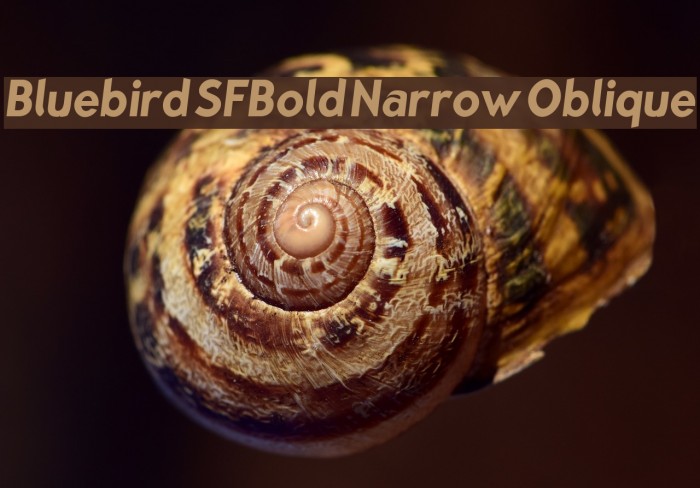Bluebird SFBold Narrow Oblique Font examples