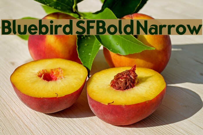 Bluebird SFBold Narrow Example 1
