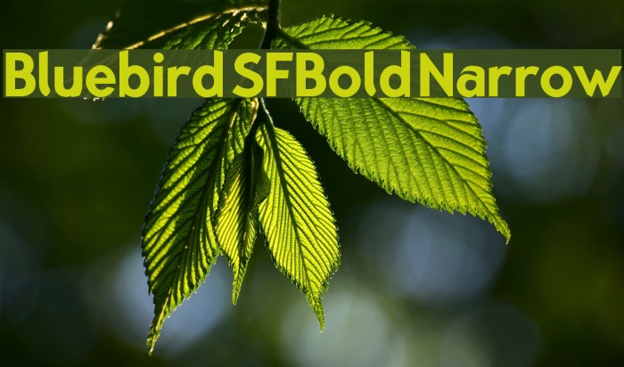 Bluebird SFBold Narrow Example 2