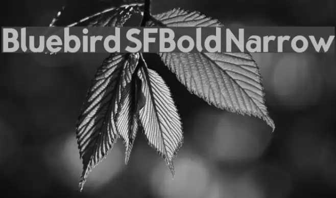Bluebird SFBold Narrow Font examples