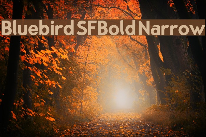 Bluebird SFBold Narrow Example 3