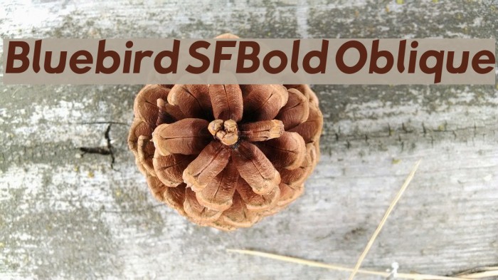 Bluebird SFBold Oblique Font examples