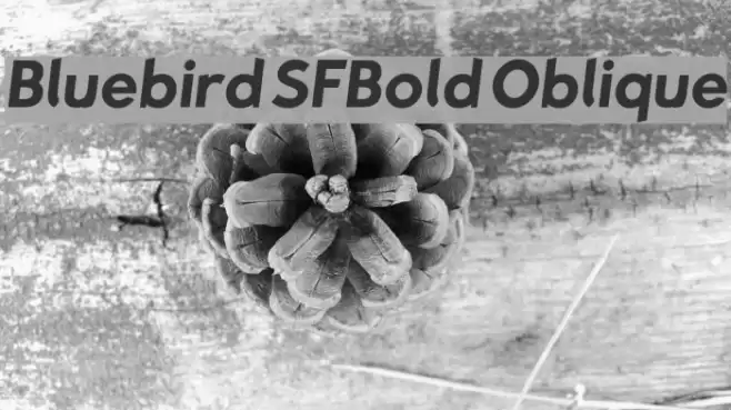 Bluebird SFBold Oblique  examples