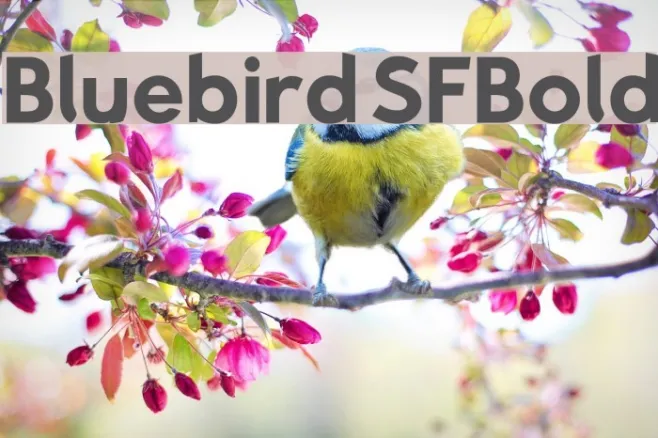 Bluebird SFBold Example 1