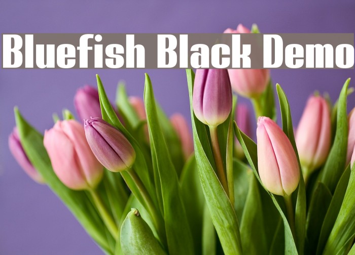 Bluefish Black Demo Font examples