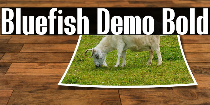 Bluefish Demo Bold Schriftart examples