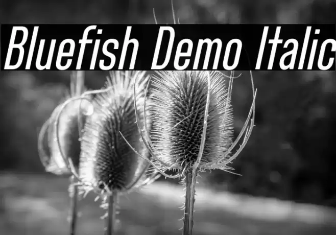 Bluefish Demo Italic Font examples