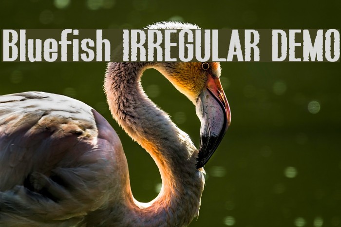 Bluefish IRREGULAR DEMO Font examples